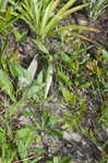 Early whitetop fleabane